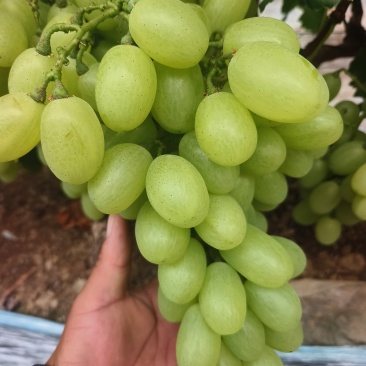 饶阳维多利亚葡萄