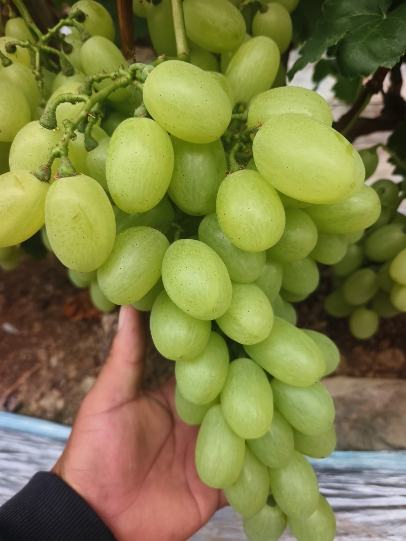 饶阳维多利亚葡萄