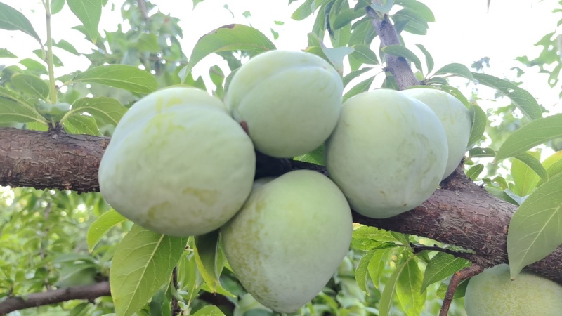 奈李青脆李产地大量供应中，口感脆甜，个大，电商团购市场