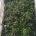 2026新季青花椒·干花椒开售