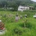 2026新季青花椒·干花椒开售