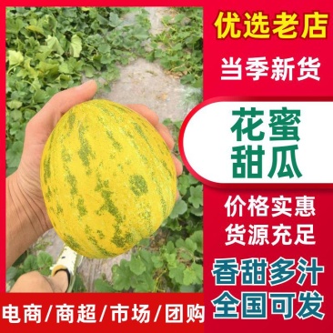 河南精品八里香甜瓜一手货源新鲜采摘现摘现对接市场档口商超