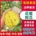 河南精品八里香甜瓜一手货源新鲜采摘现摘现对接市场档口商超