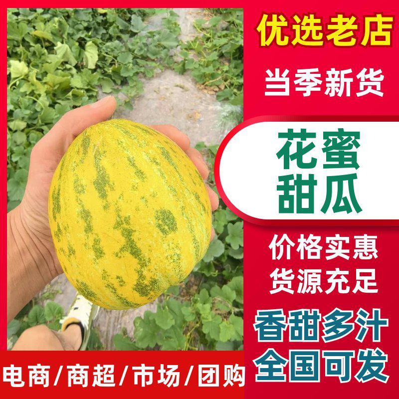 河南精品八里香甜瓜一手货源新鲜采摘现摘现对接市场档口商超