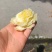 需要老品种的联系青九也有