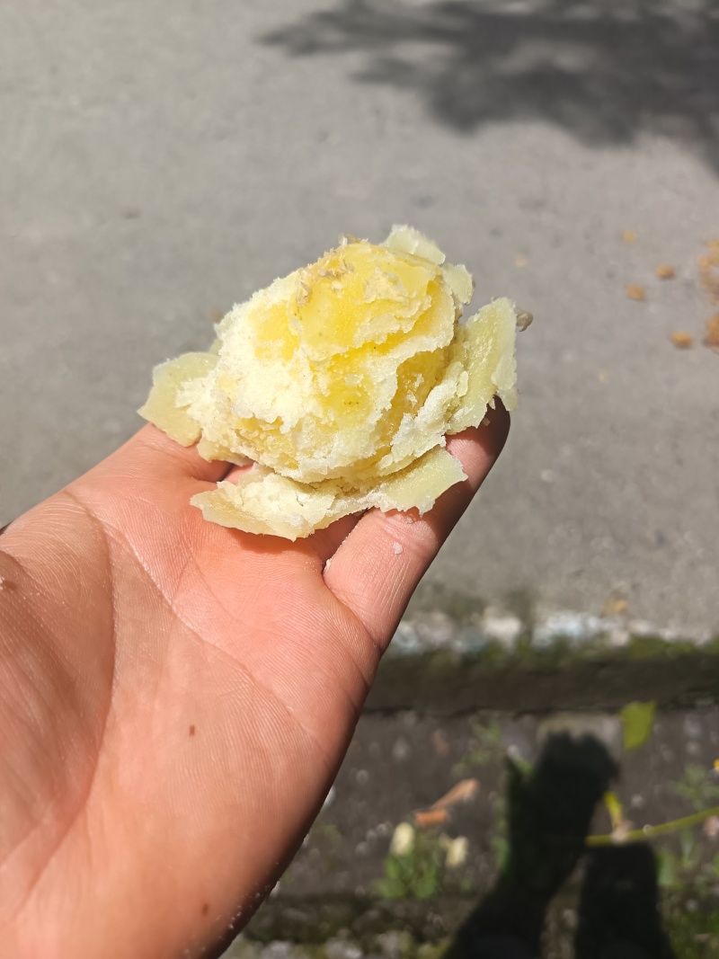 需要老品种的联系青九也有