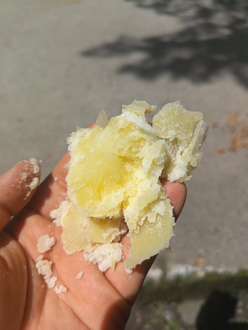 需要老品种的联系青九也有