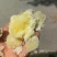 需要老品种的联系青九也有