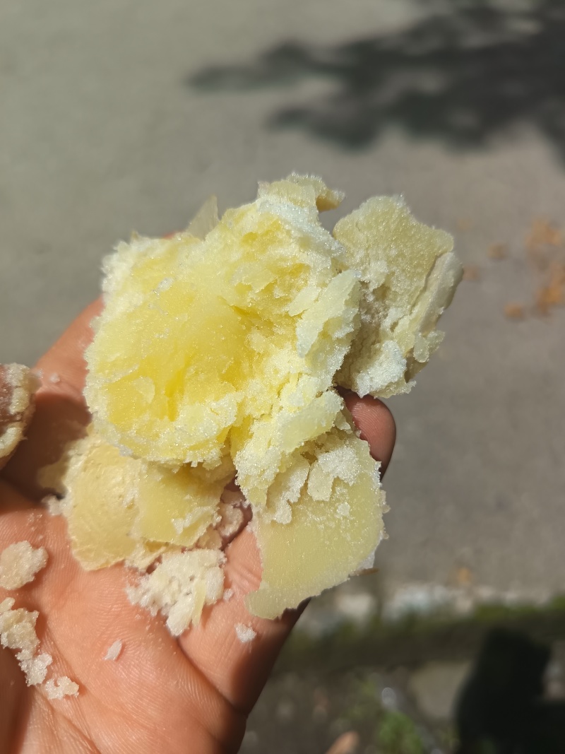 需要老品种的联系青九也有