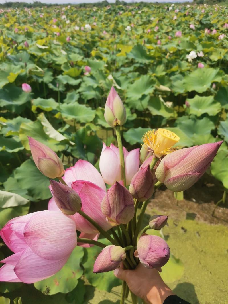 新鲜荷花，每天现摘，发货到各地