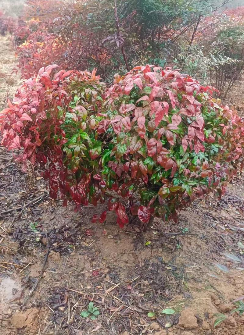 火焰南天竹景观大球，稀缺精品，冬季全红