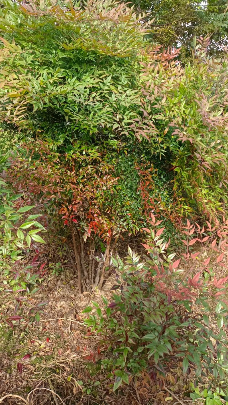 火焰南天竹景观大球，稀缺精品，冬季全红