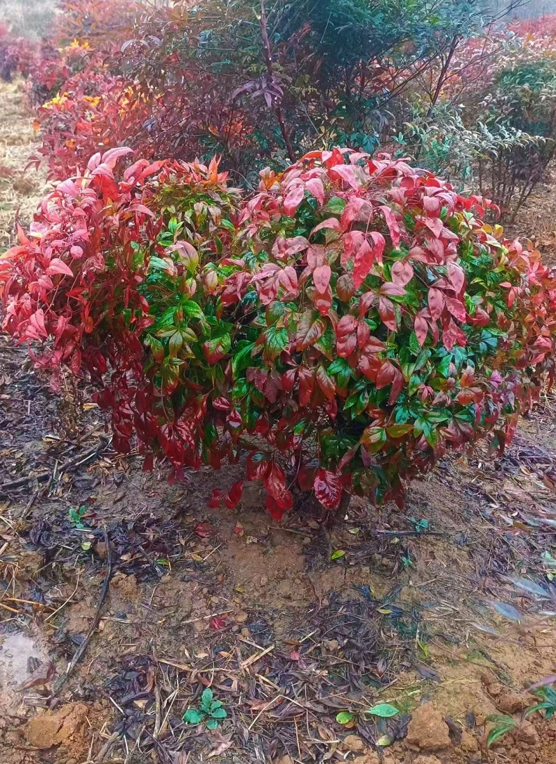 火焰南天竹景观大球，稀缺精品，冬季全红