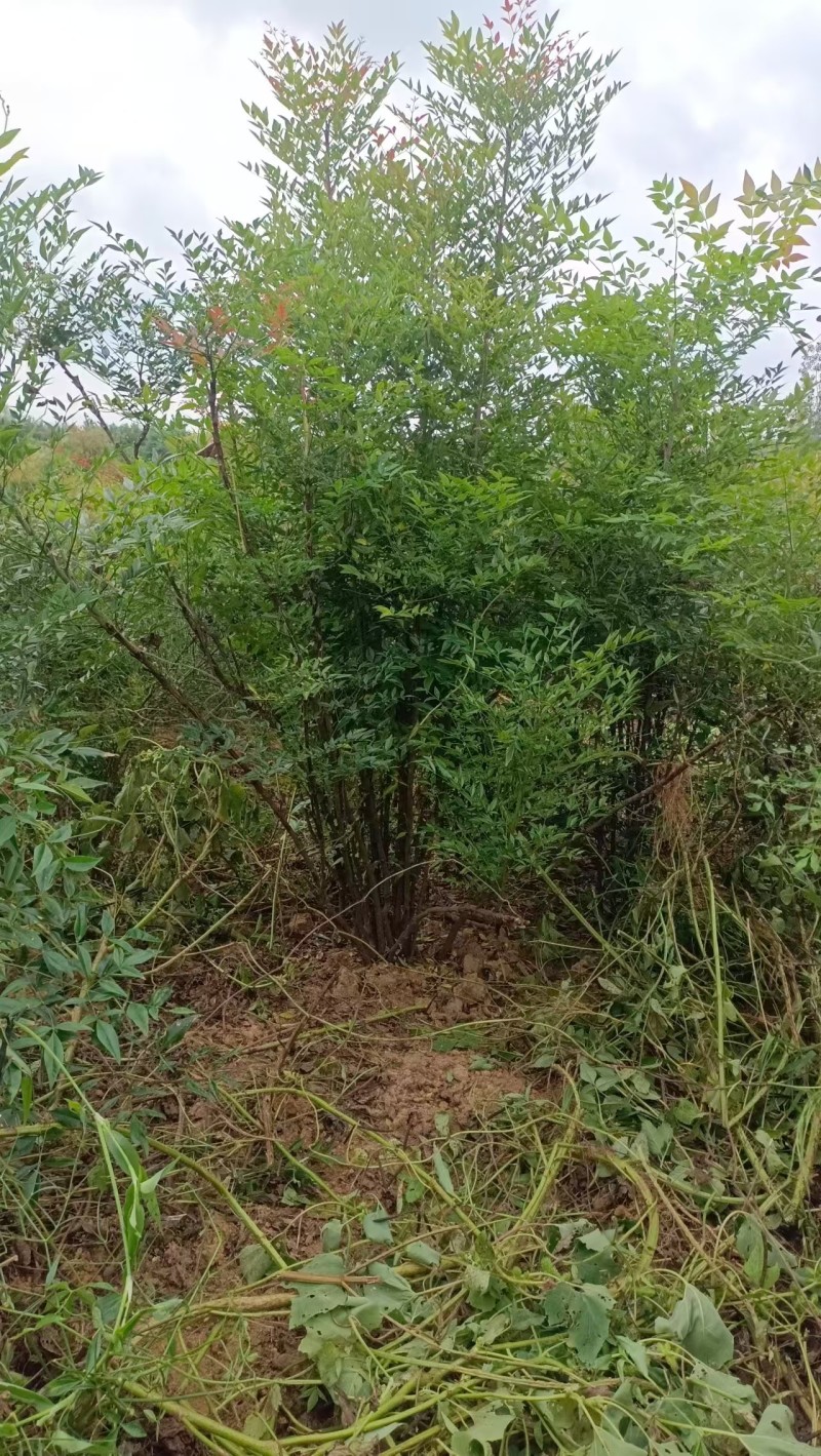 丛生南天竹：高60到1.5米，七八个杆以上品质优可视频看