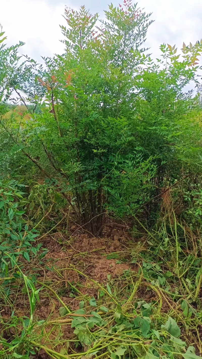 丛生南天竹：高60到1.5米，七八个杆以上品质优可视频看