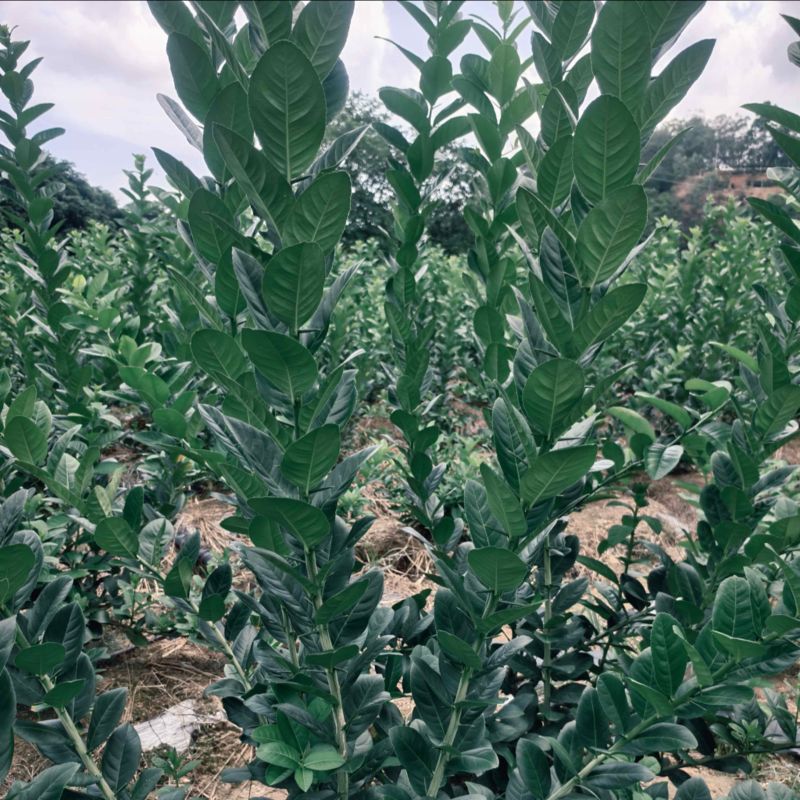 商用批发香水柠檬叶新鲜采摘鱼生汤烧烤奶茶