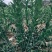 商用批发香水柠檬叶新鲜采摘鱼生汤烧烤奶茶