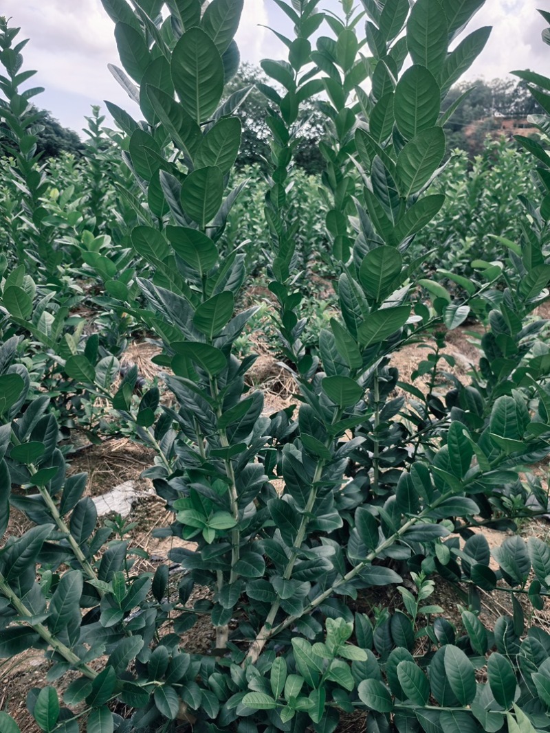 商用批发香水柠檬叶新鲜采摘鱼生汤烧烤奶茶