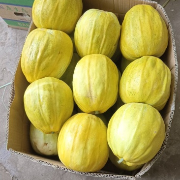 丑八怪甜瓜产地大量供应中，个大口感纯甜，电商团购市场对接