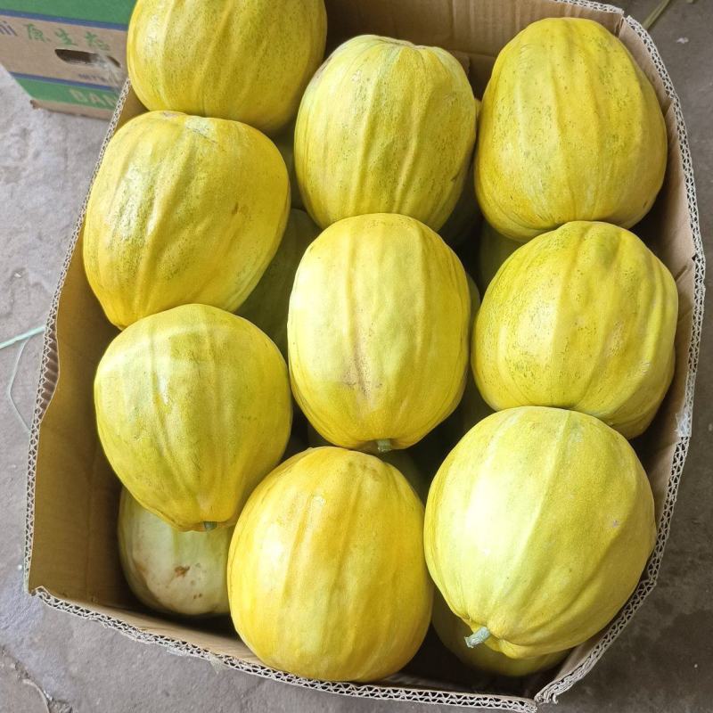 丑八怪甜瓜产地大量供应中，个大口感纯甜，电商团购市场对接
