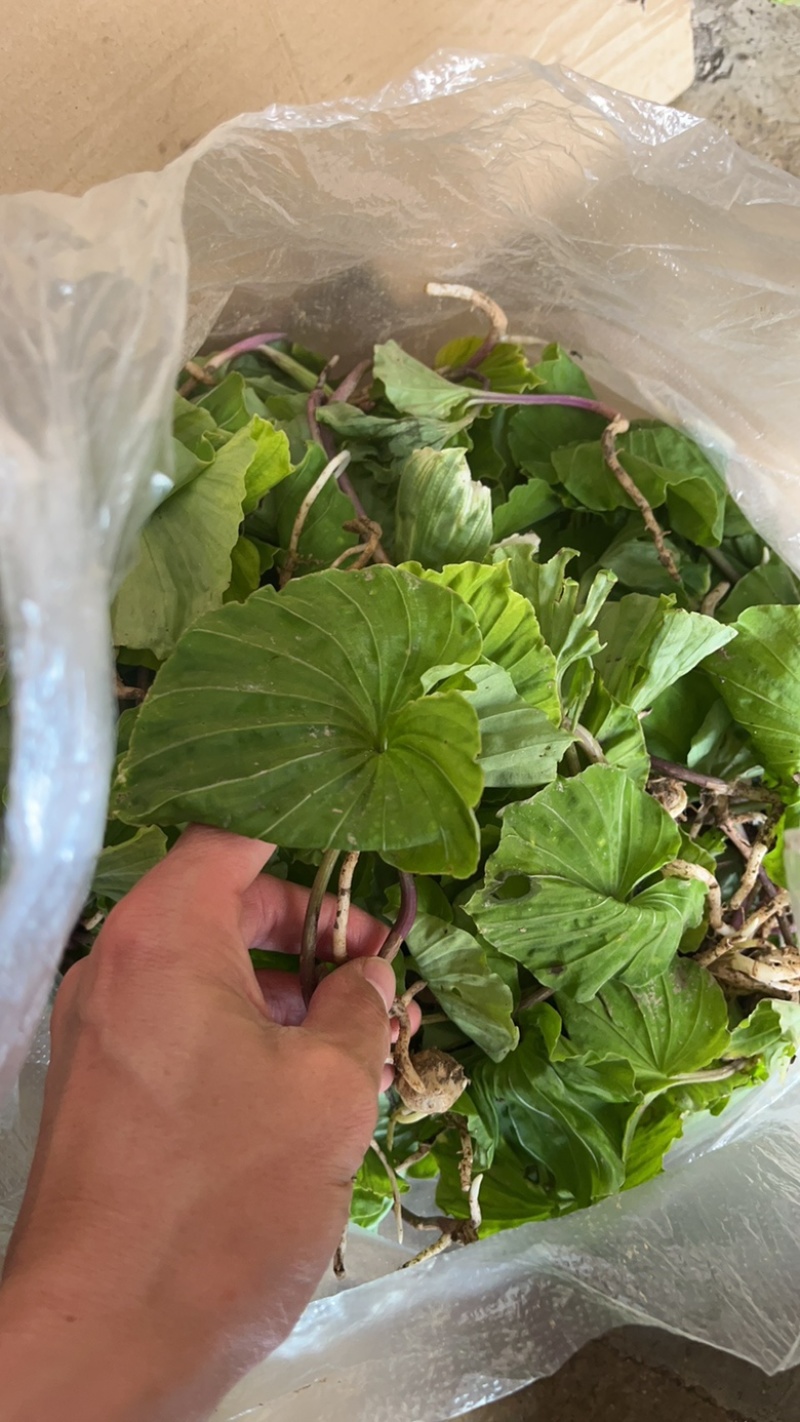 野生半边伞，青天葵今年鲜货上市