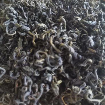 不打农药多种有机肥日照春茶