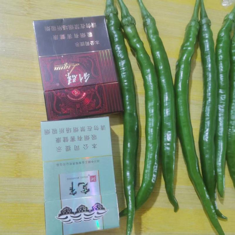 线椒大量上市，欢迎各界老板来产地，产地直值，一手货源！