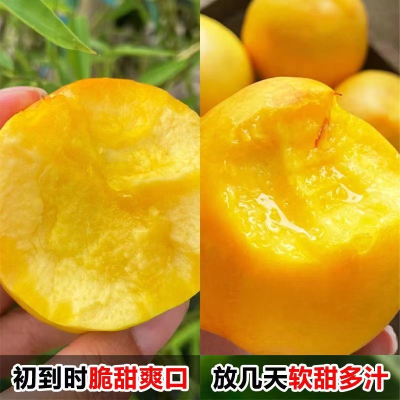 山东蒙阴脆甜黄油桃新鲜水果现摘现发整车代发