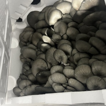 鲜灵灵平菇，基地现采现发。中大叶，头茬，二茬均可有供应，