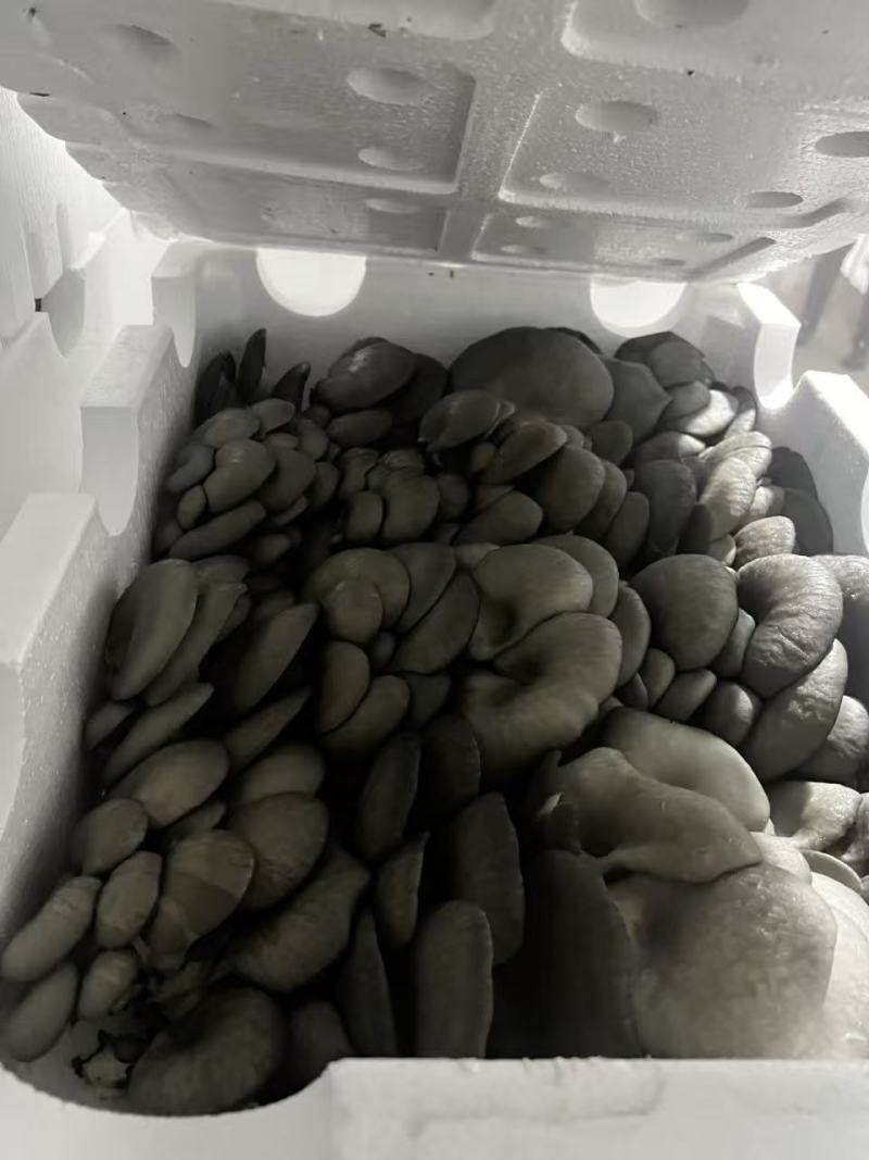鲜灵灵平菇，基地现采现发。中大叶，头茬，二茬均可有供应，