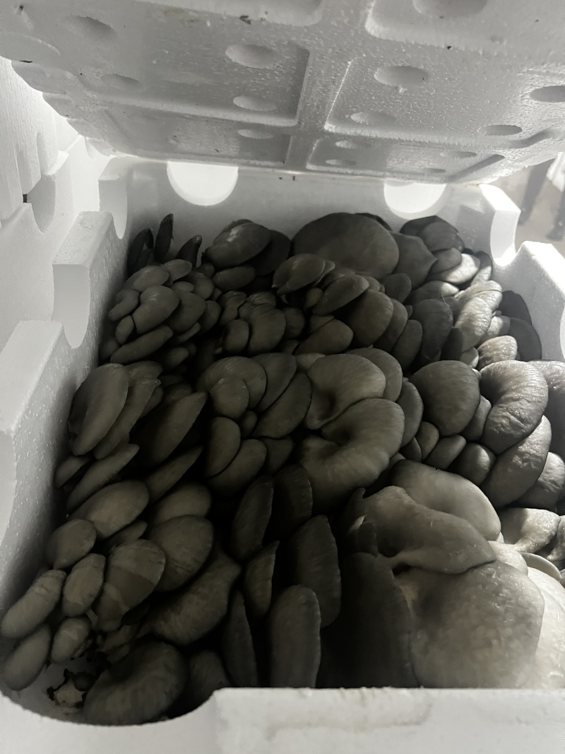 鲜灵灵平菇，基地现采现发。中大叶，头茬，二茬均可有供应，