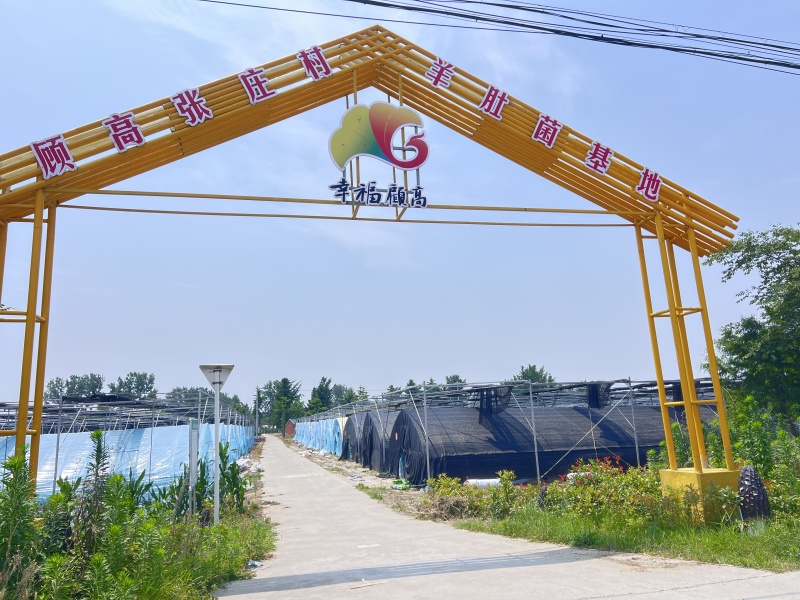 鲜灵灵平菇，基地现采现发。中大叶，头茬，二茬均可有供应，