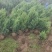 塔桧望都塔桧圆柏定州塔桧河北塔桧低价出售
