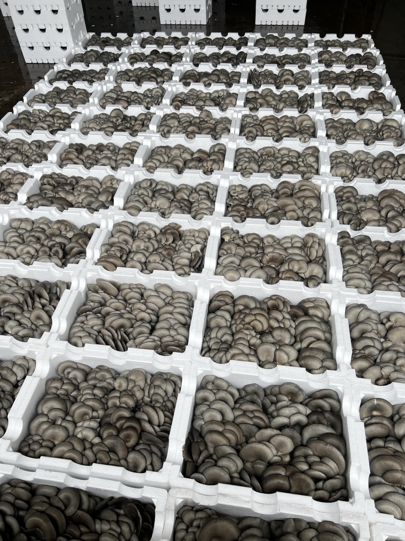 鲜灵灵平菇，基地现采现发。中大叶，头茬，二茬均可有供应，