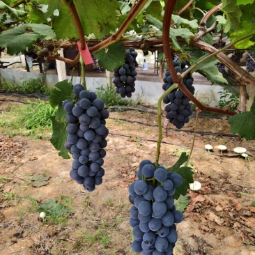 夏黑葡萄