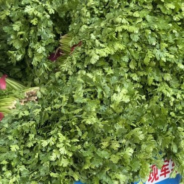香菜