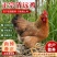 新鲜清远麻鸡140-180天清远走地鸡