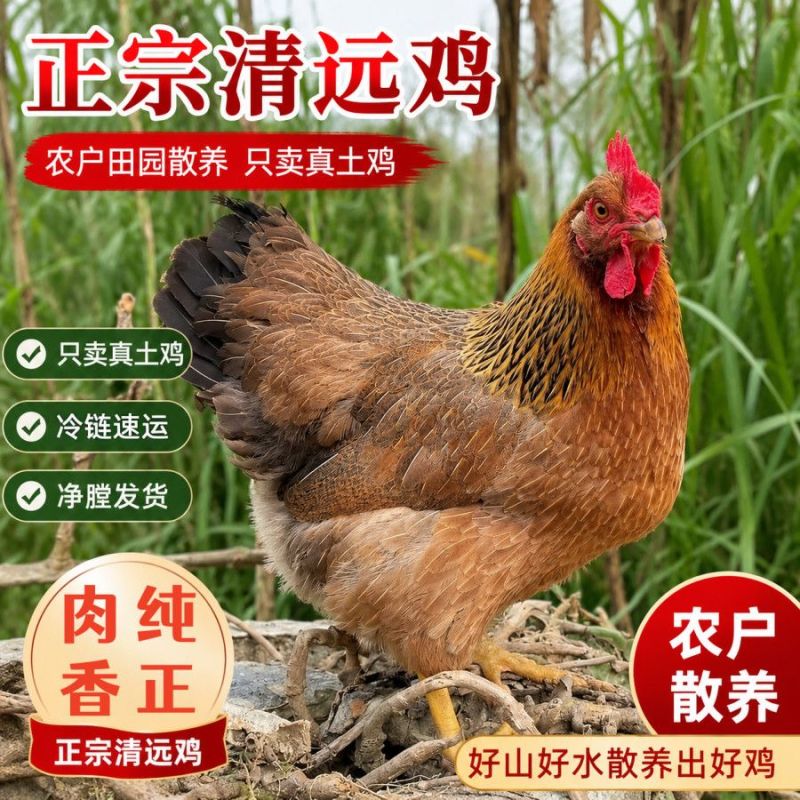 新鲜清远麻鸡140-180天清远走地鸡