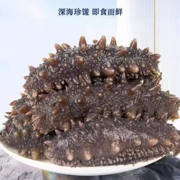 辽参