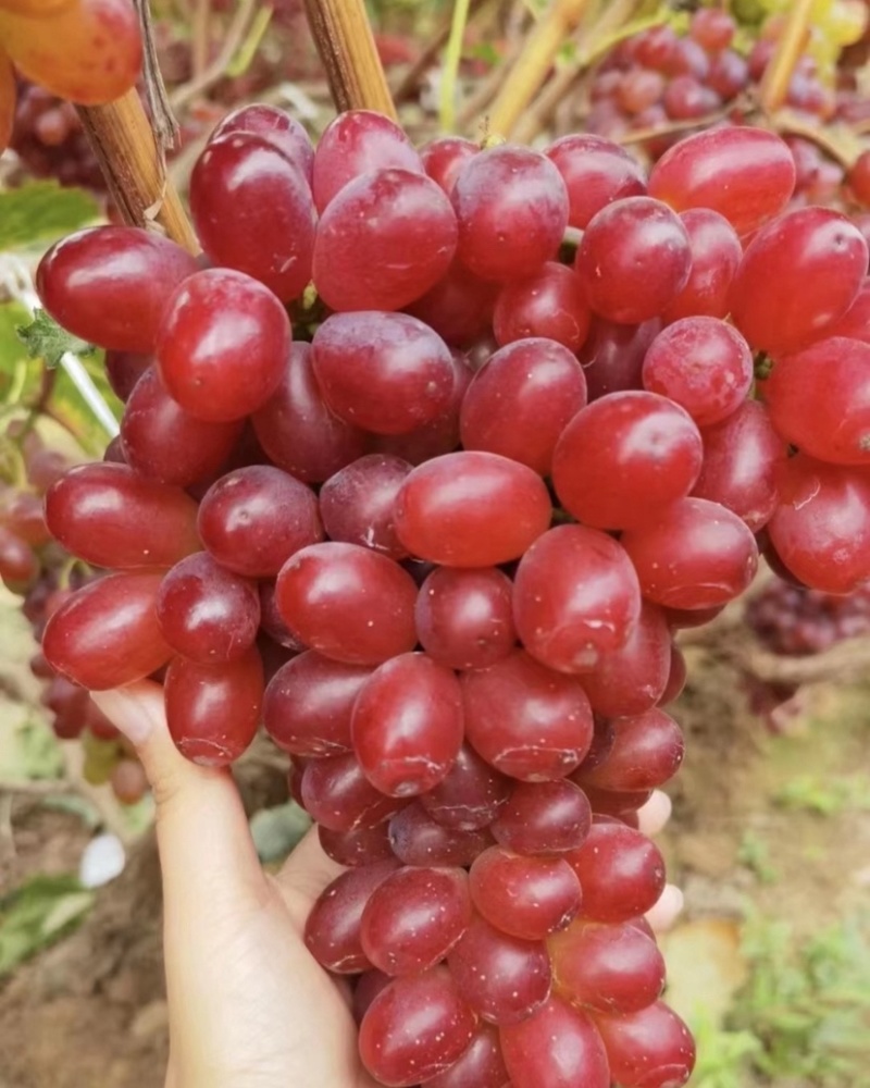 深红无核，云南宾川深红无核专业代办