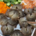 大连辽参即食5-15个头**高品质批发价