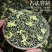 【茉莉飘雪口粮茶】茉莉花茶飘雪家用口粮茶500克