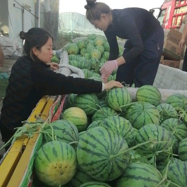 河南夏邑万亩西瓜基地美都麒麟西瓜皮薄红瓤，口感脆甜