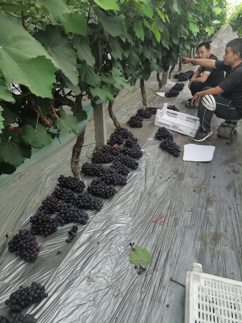 河南省夏邑县夏黑葡萄新鲜上市，果型优美，酸甜可口