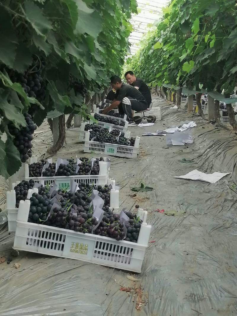 河南省夏邑县夏黑葡萄新鲜上市，果型优美，酸甜可口