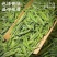 【龙井绿茶口粮茶】浙江绿茶龙井茶豆香味十足包邮