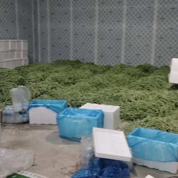 甘肃陇南成县四季豆无茎豆架豆王豆角