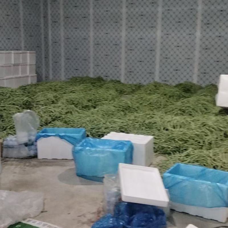 甘肃陇南成县四季豆无茎豆架豆王豆角