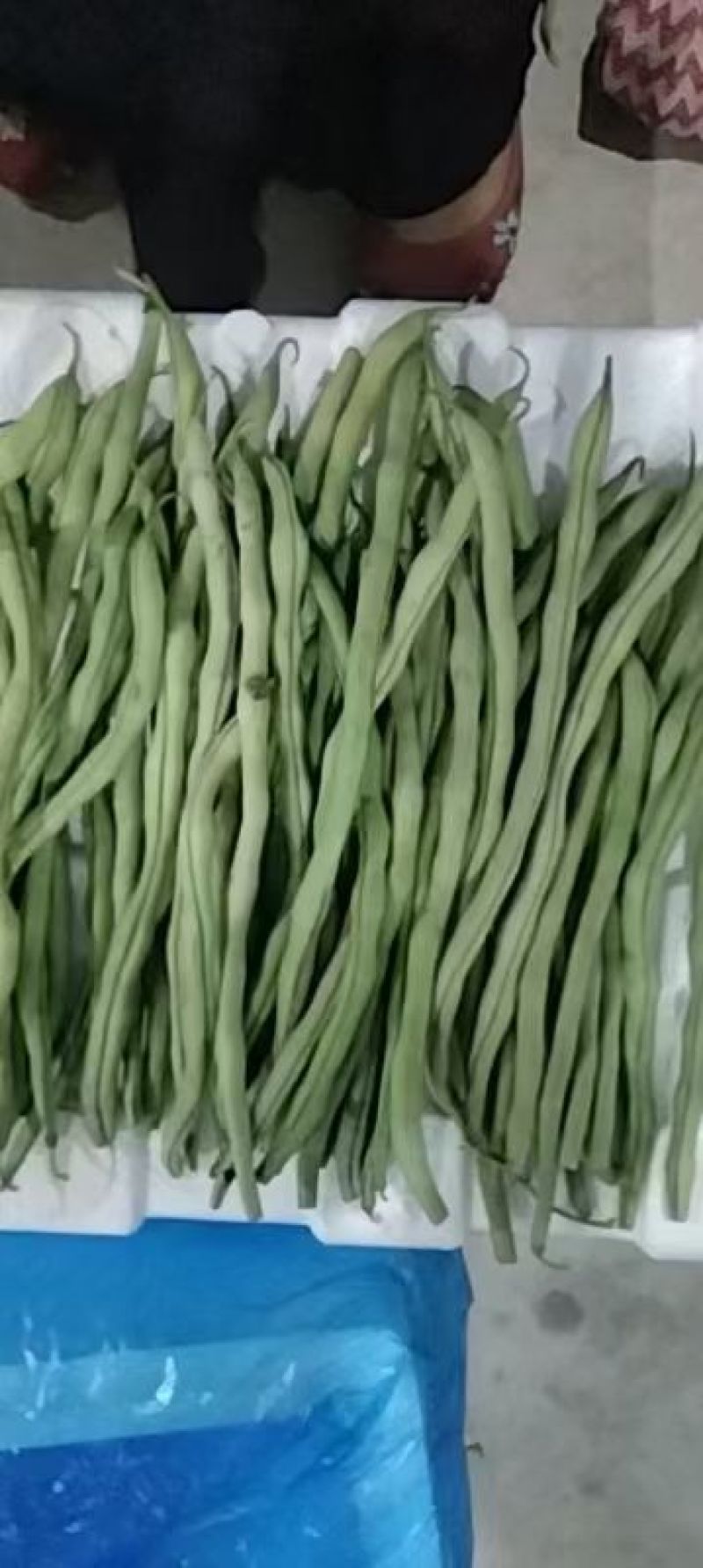 甘肃陇南成县四季豆无茎豆架豆王豆角