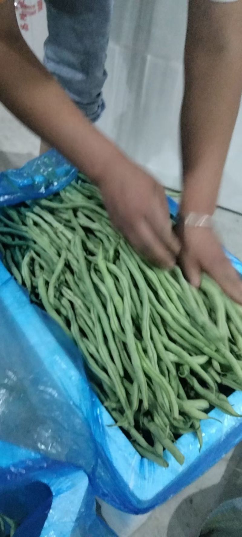 甘肃陇南成县四季豆无茎豆架豆王豆角